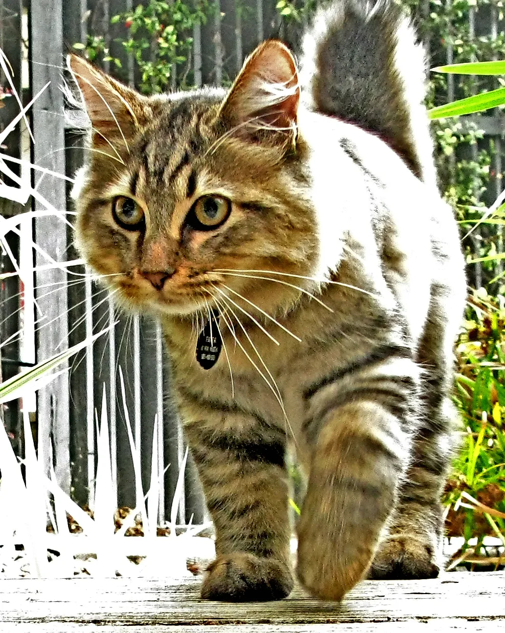 อเมริกัน บ็อบเทล (American Bobtail)