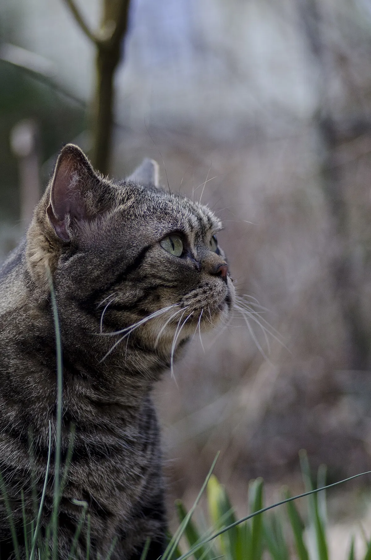 อเมริกัน ชอร์ตแฮร์ (American Shorthair)