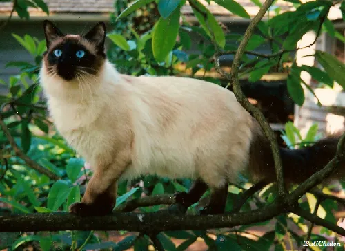 บาลินีส (Balinese)