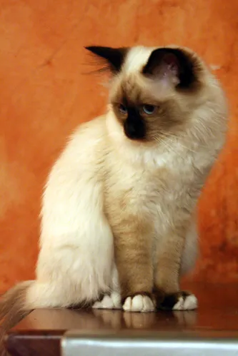 เบอร์แมน (Birman)