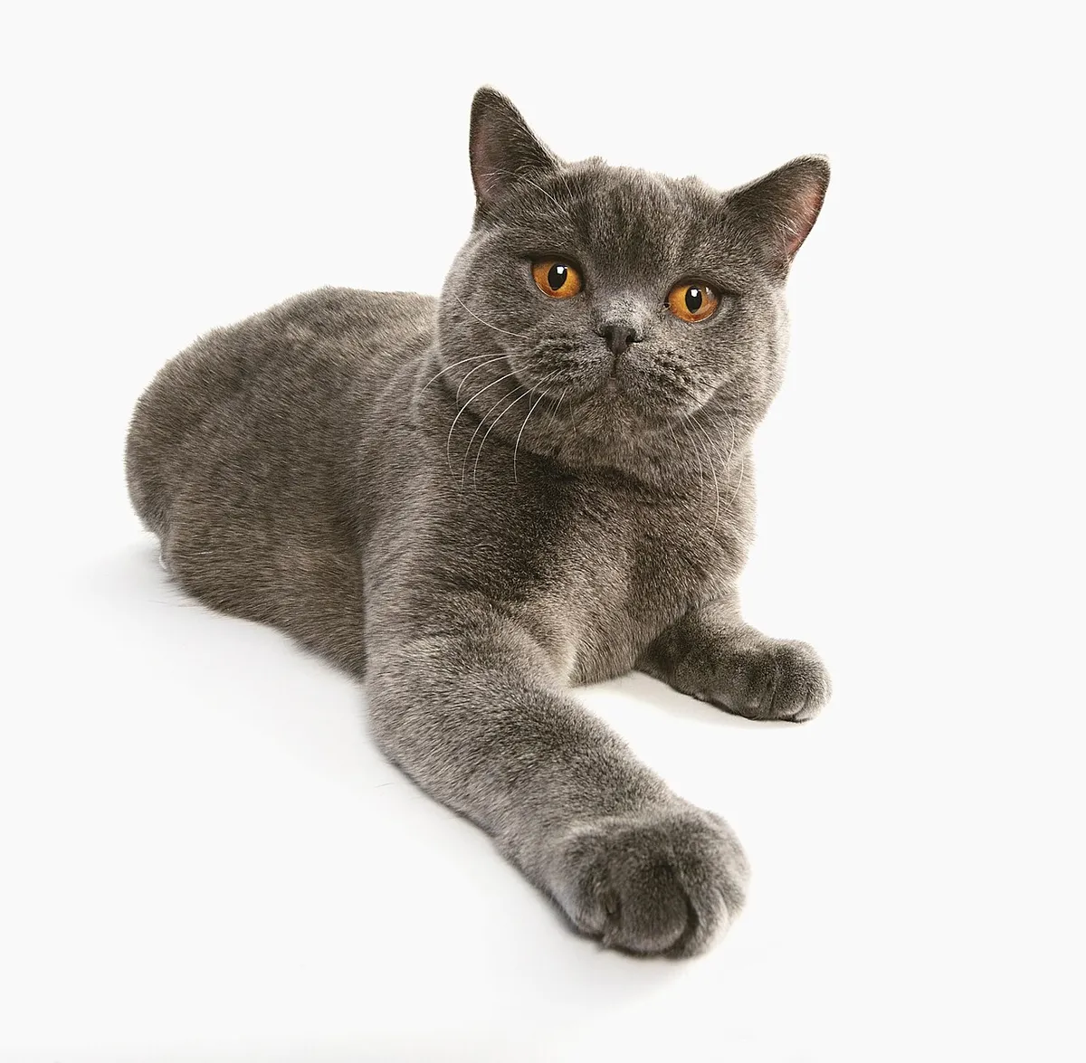 บริติช ลองแฮร์ (British Longhair)