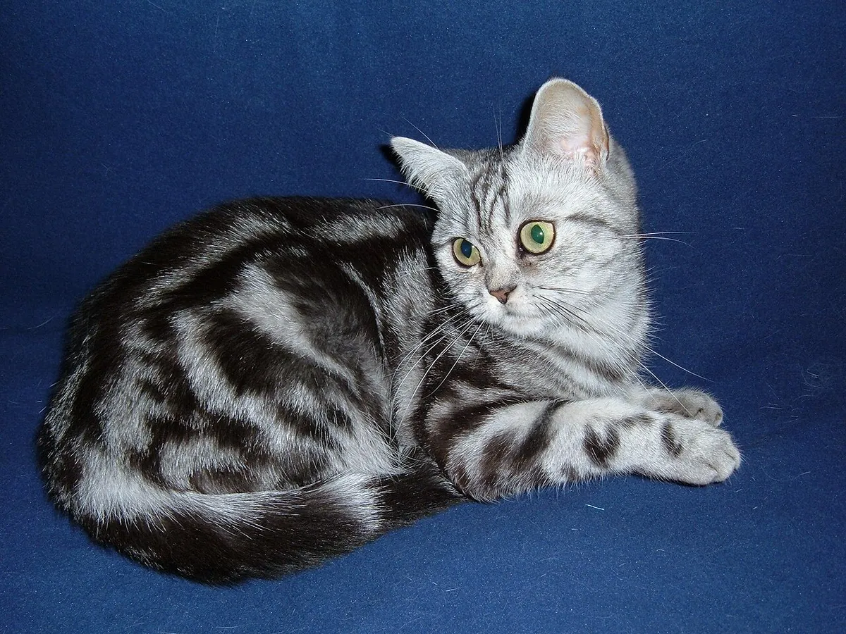 บริติช ชอร์ตแฮร์ (British Shorthair)