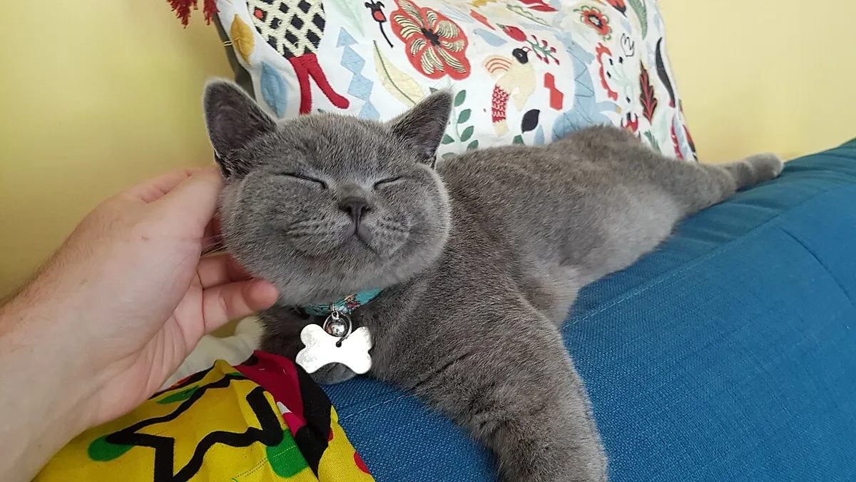 บริติช ชอร์ตแฮร์ (British Shorthair)