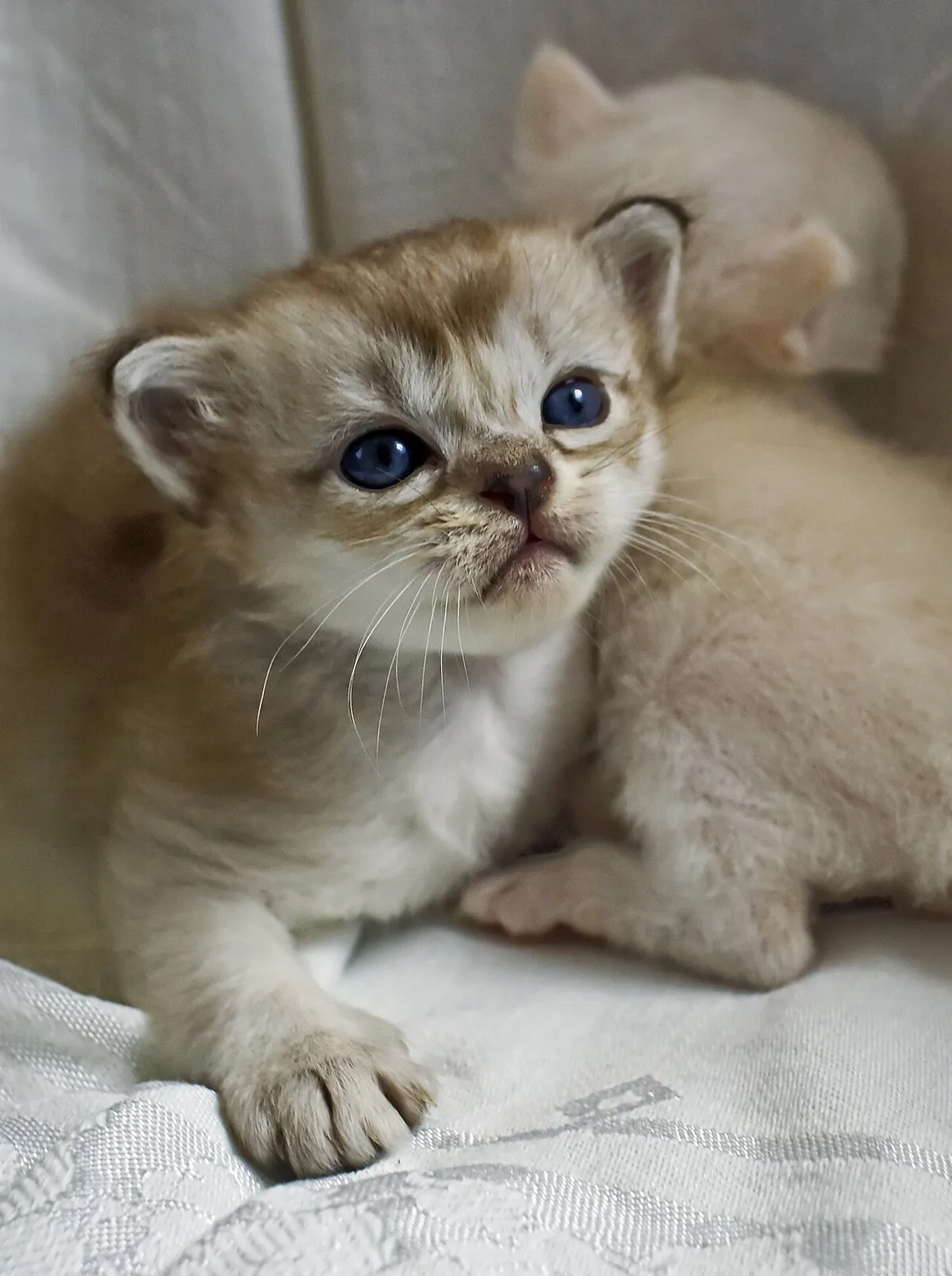 เบอร์มิลลา (Burmilla)