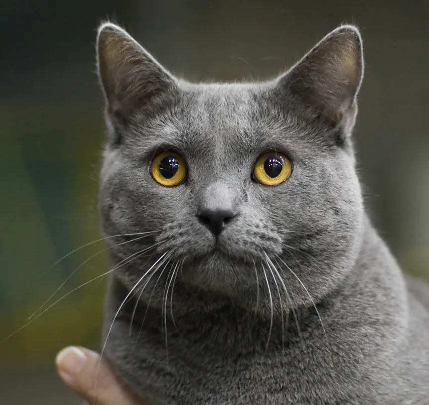 ชาร์ตรูซ์ (Chartreux)