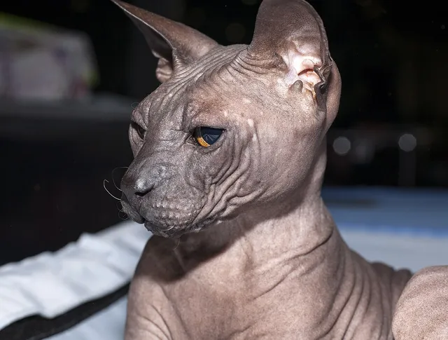 ดอนสกอย