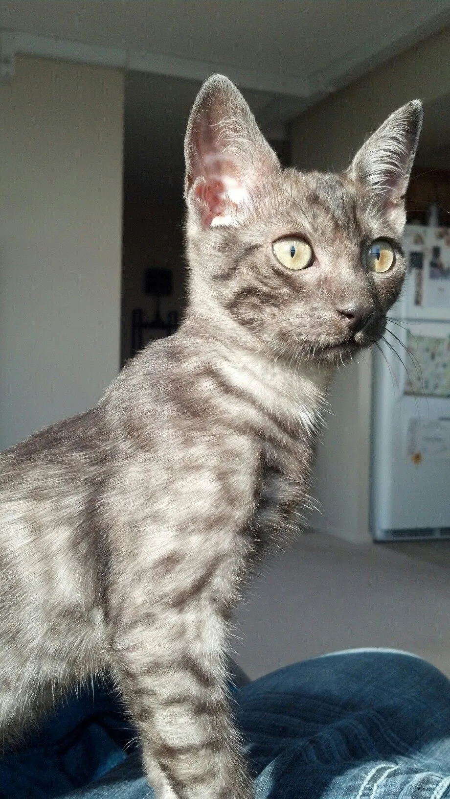 อียิปเชียน เมา (Egyptian Mau)
