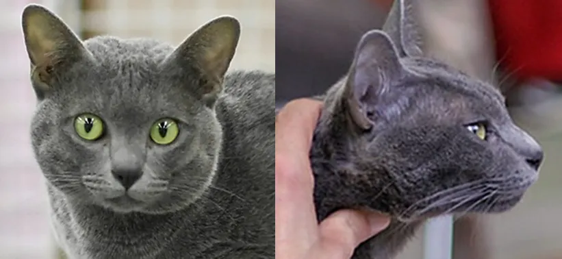 โคราช (Korat)