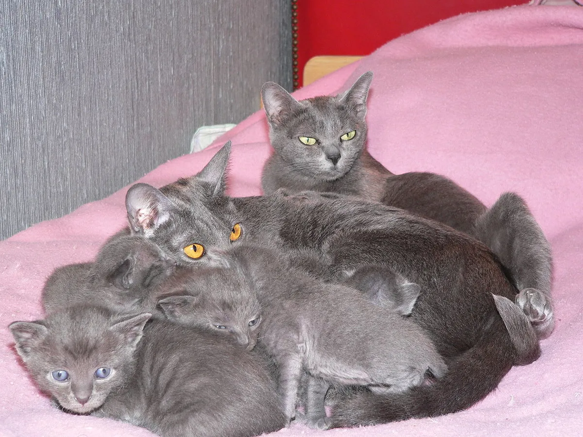 โคราช (Korat)