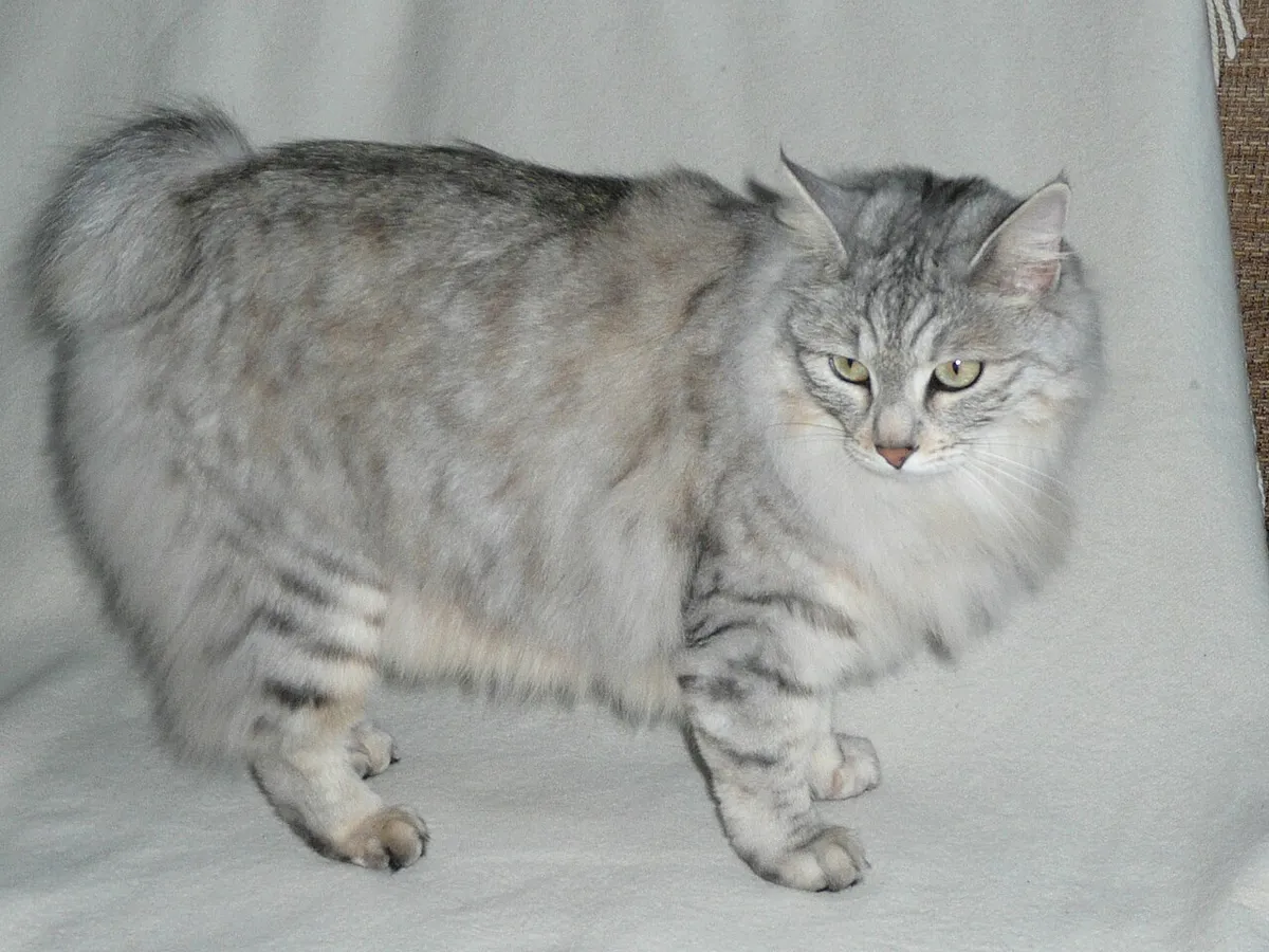 คูริเลียน บ็อบเทล (Kurilian Bobtail)