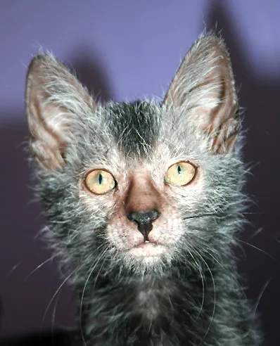 ไลคอย (Lykoi)