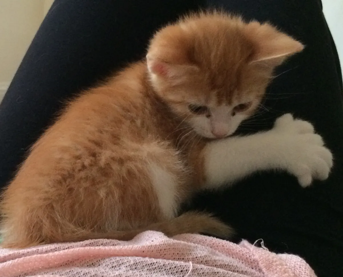 เมนคูน (Maine Coon)