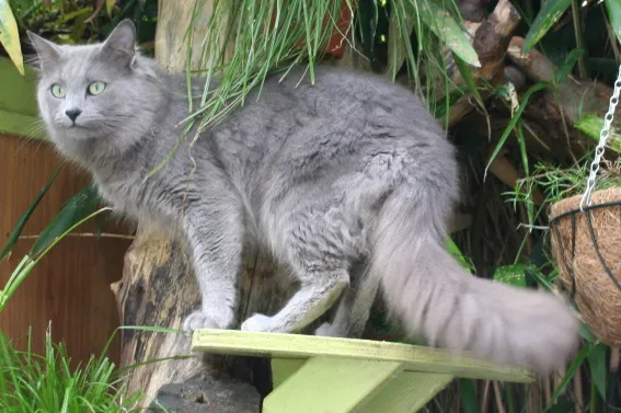 นีเบอลุง (Nebelung)