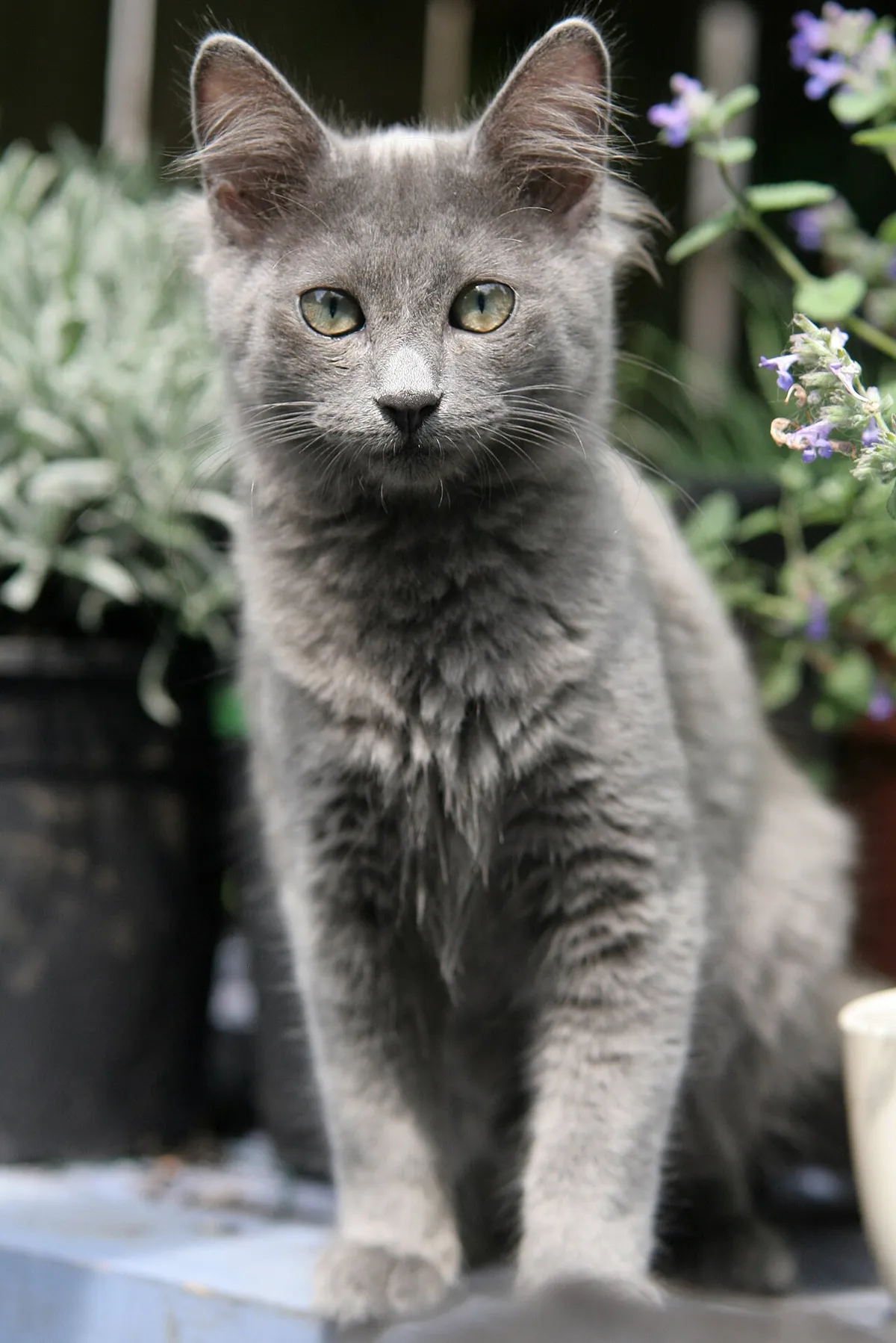 นีเบอลุง (Nebelung)