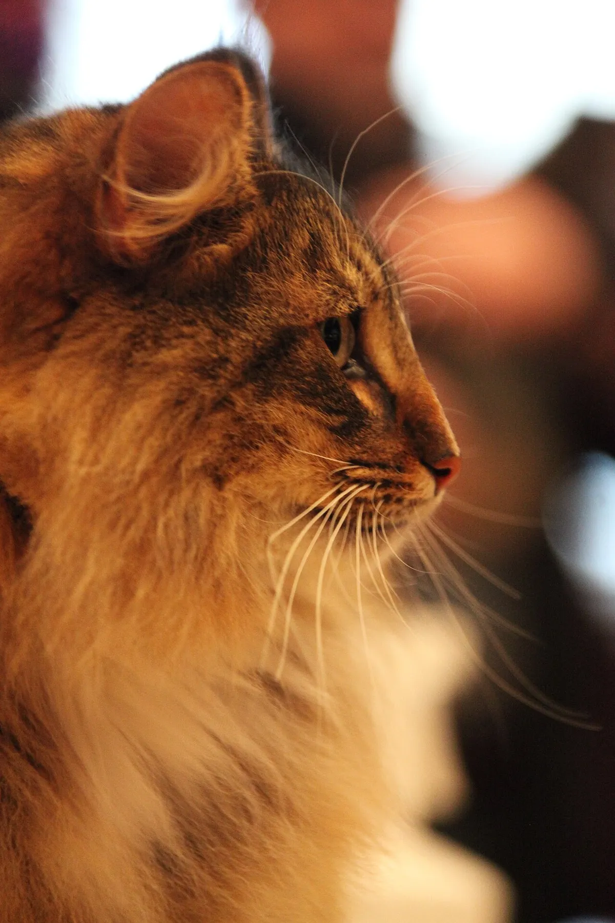 นอร์วีเจียน ฟอเรสต์ (Norwegian Forest Cat)