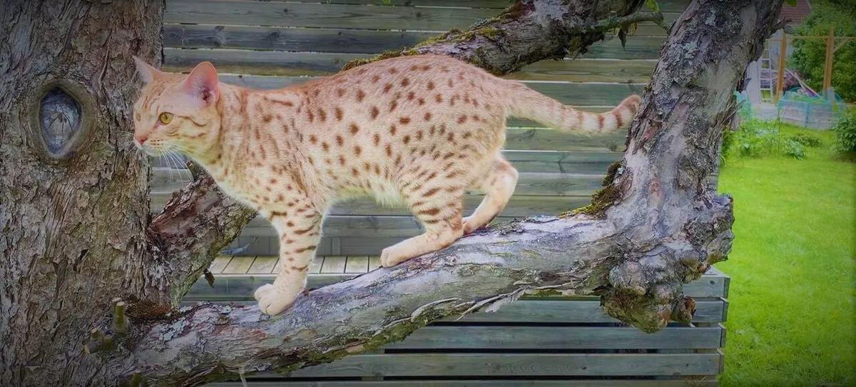 โอซิแคต (Ocicat)