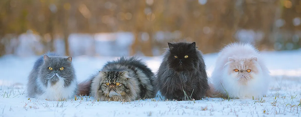 เปอร์เซีย (Persian)