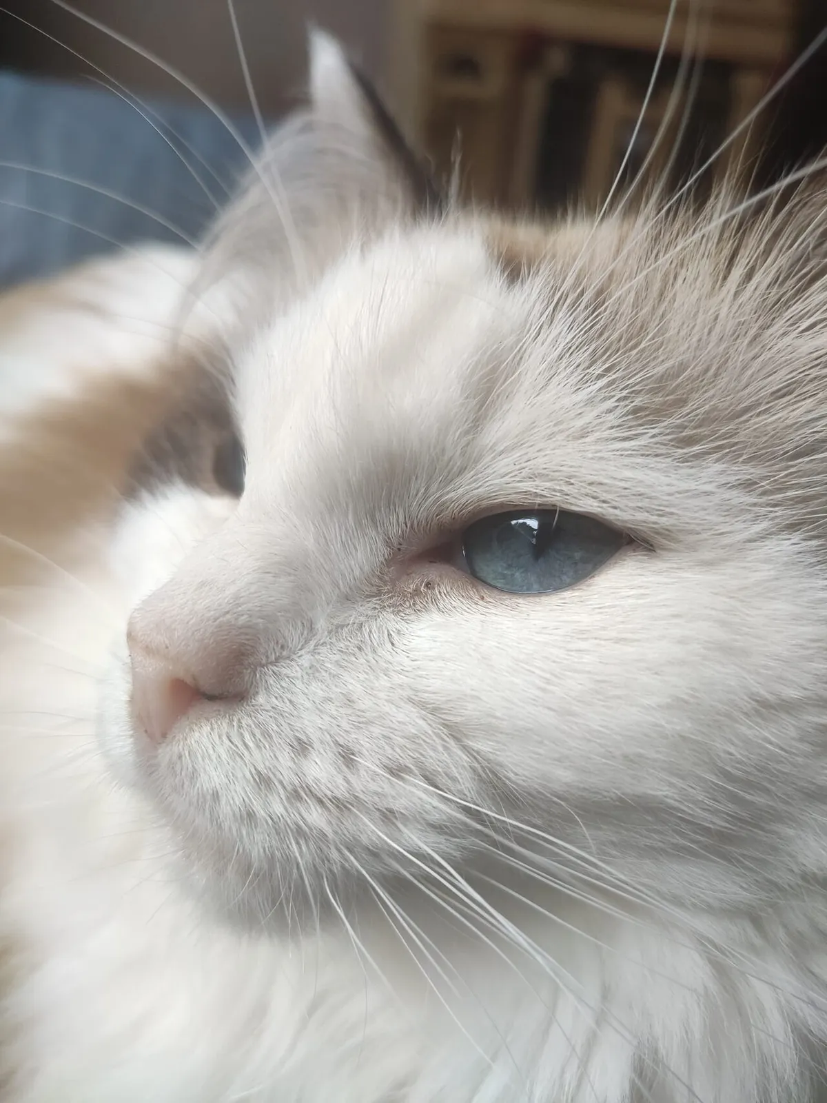 แร็กดอลล์ (Ragdoll)