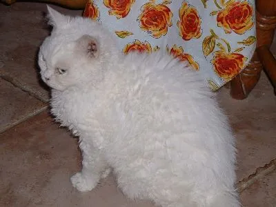 เซลเคิร์ก เร็กซ์ (Selkirk Rex)