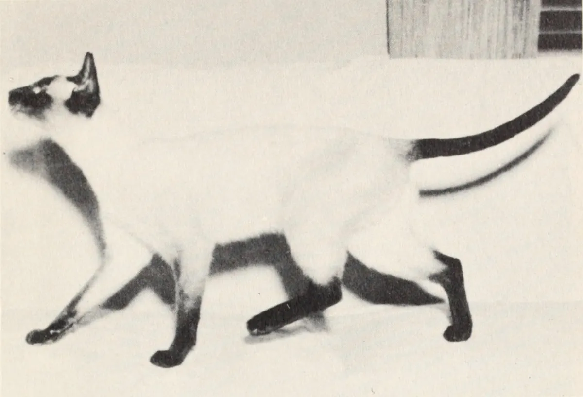วิเชียรมาศ (Siamese)