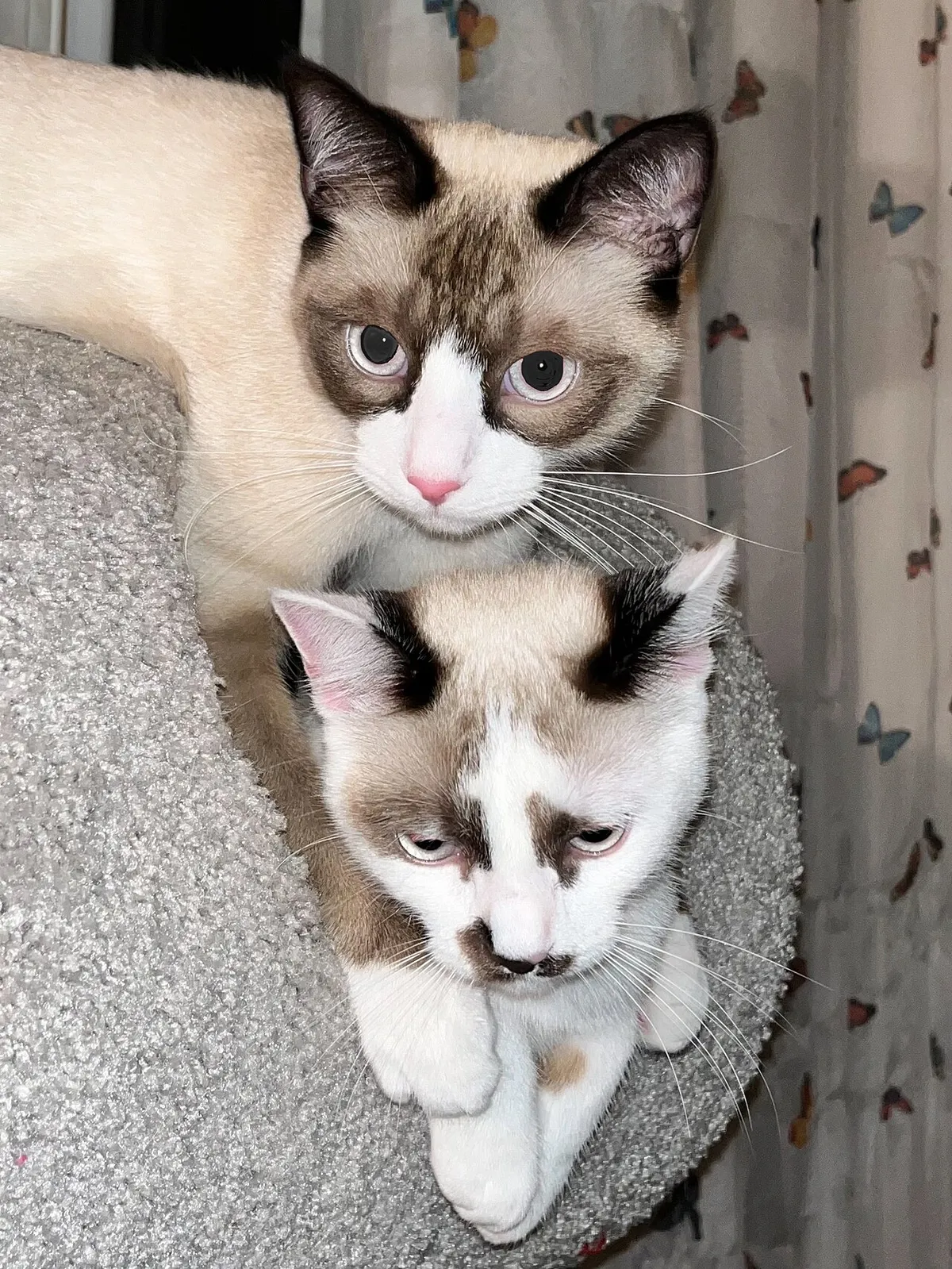 สโนว์ชู (Snowshoe)