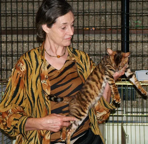 ทอยเกอร์ (Toyger)