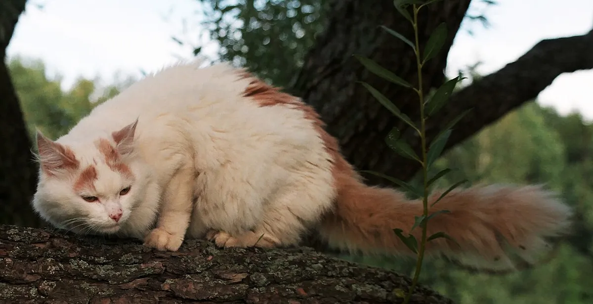 เตอร์กิช แวน (Turkish Van)