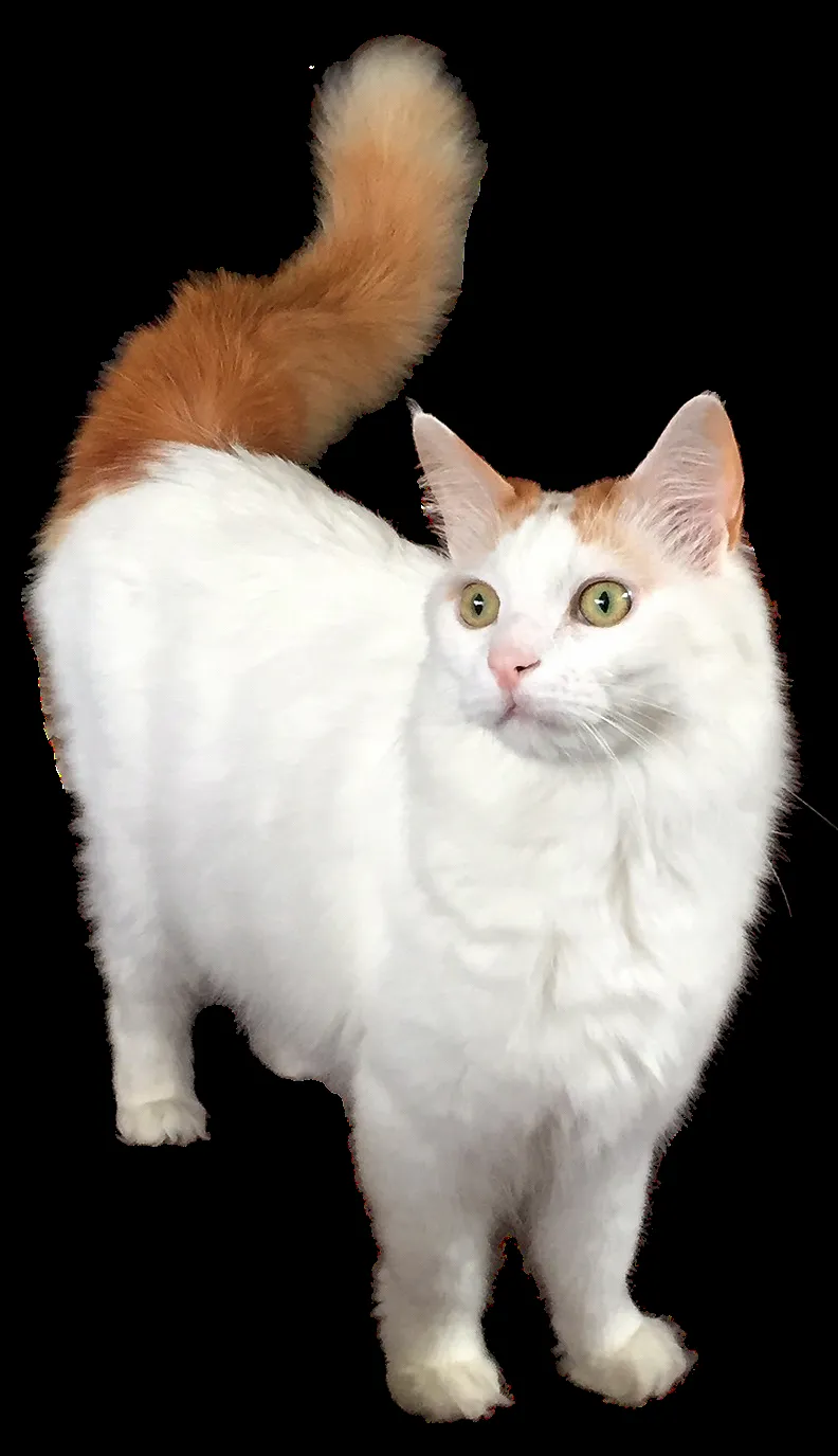 เตอร์กิช แวน (Turkish Van)