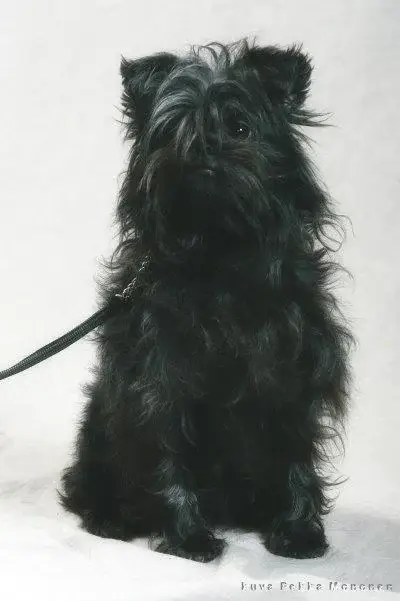 affenpinscher