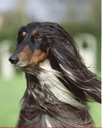 afghan-hound