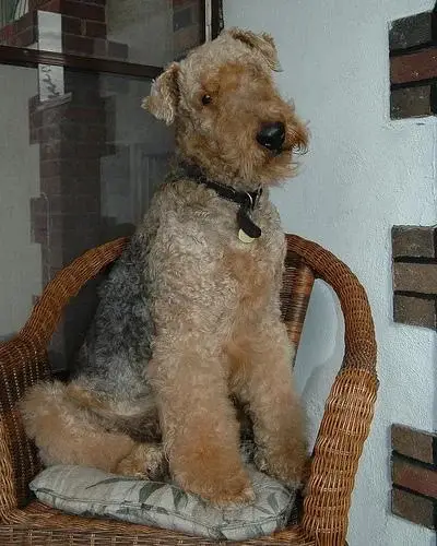 airedale-terrier