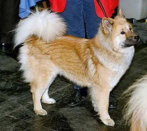 akita