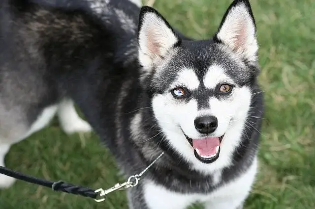 alaskan-klee-kai