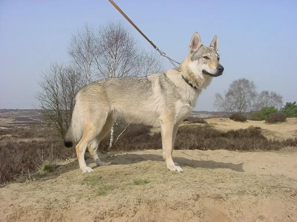 american-eskimo-dog