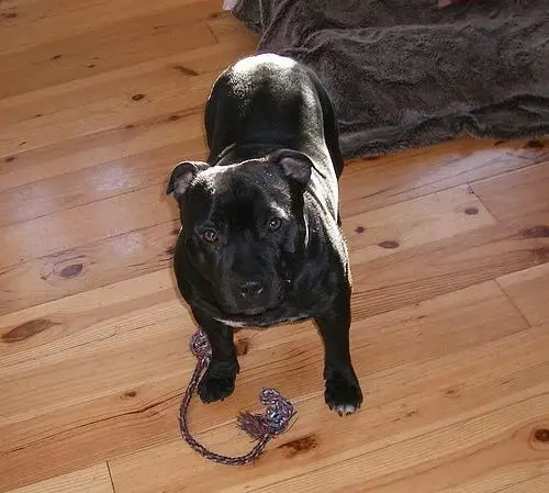 american-staffordshire-terrier