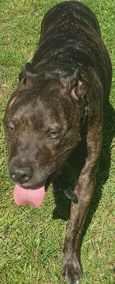 american-staffordshire-terrier