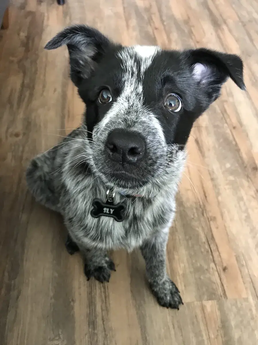 australian-cattle-dog
