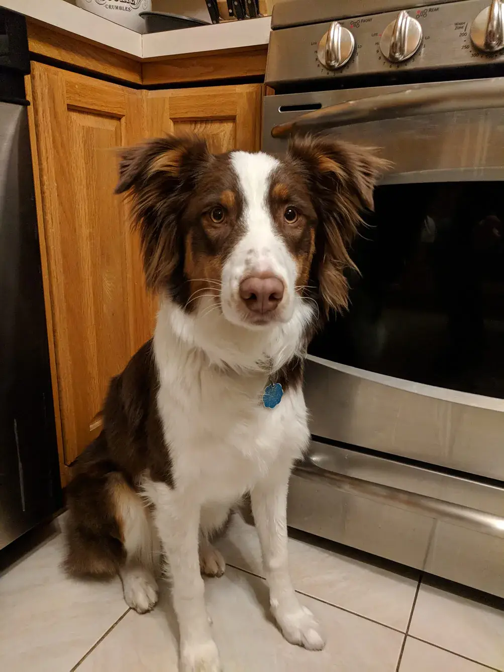 australian-shepherd