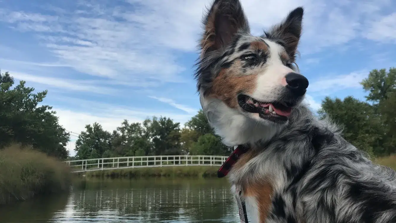 australian-shepherd