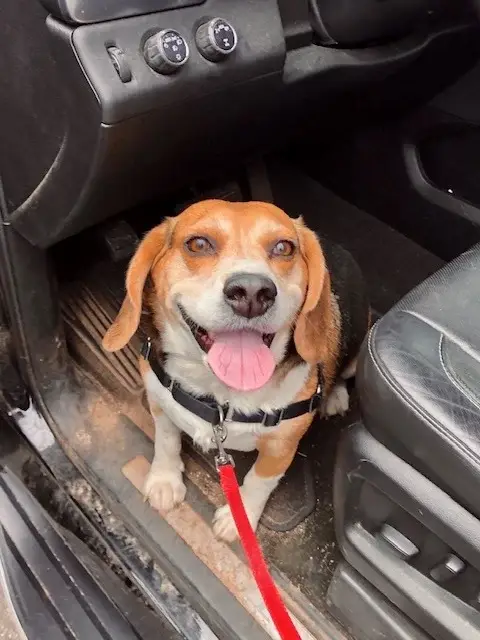 beagle