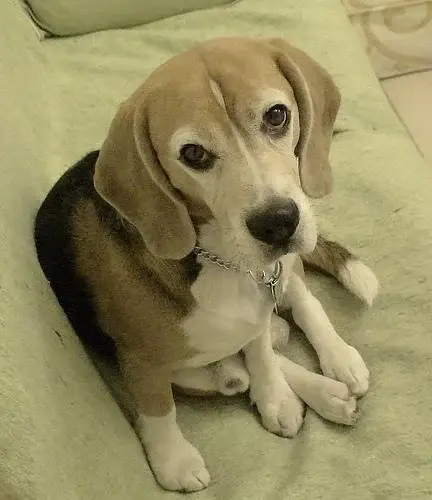 beagle