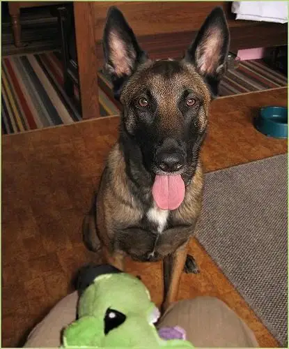 belgian-malinois