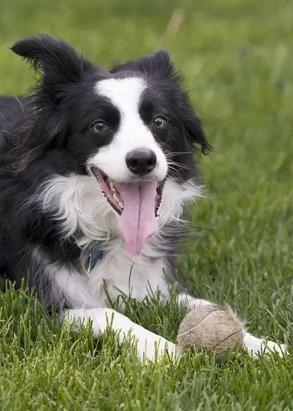 border-collie