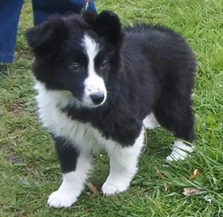 border-collie