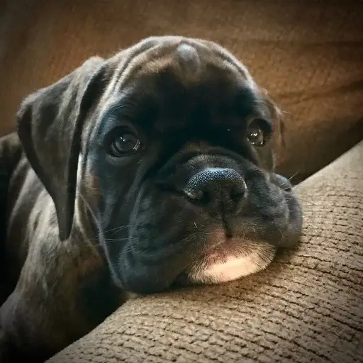 boxer