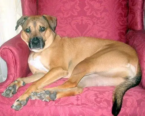 boxer