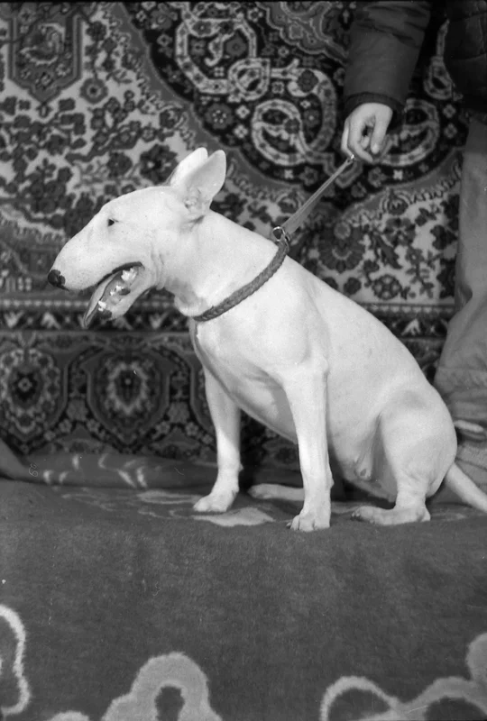 bull-terrier