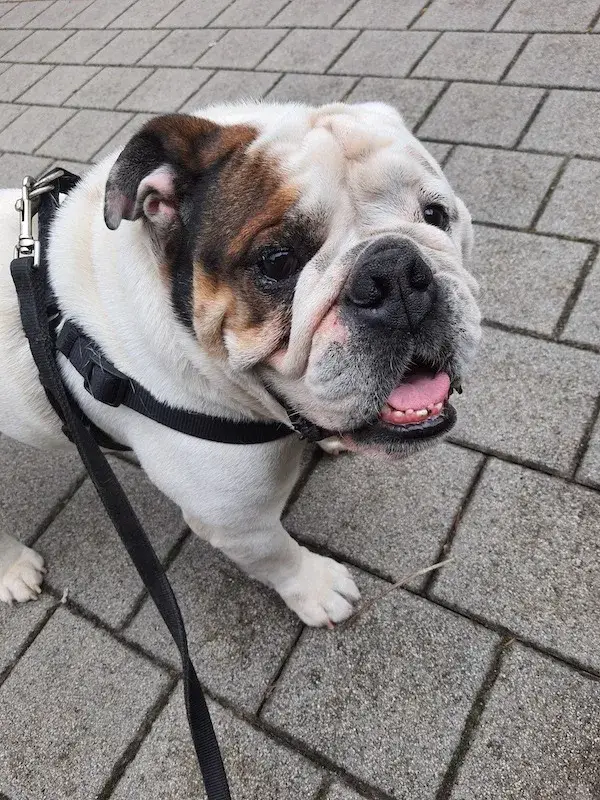 bulldog