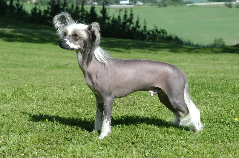 chinese-crested