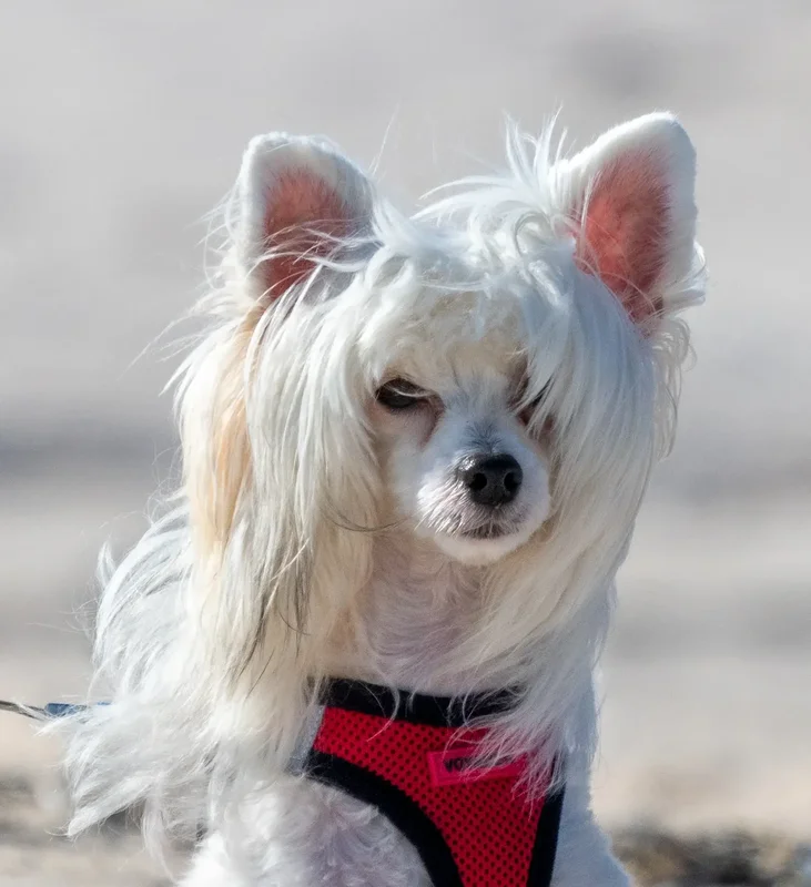 chinese-crested